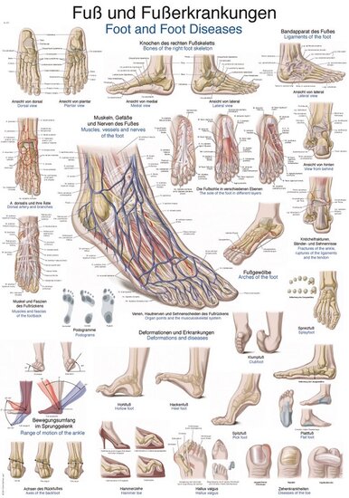 Erler-Zimmer Anatomie poster voet en voetaandoeningen kunststof folie 70x100 cm met ophangsysteem