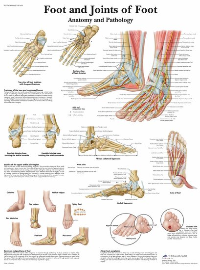 3B Scientific Anatomie poster voet gelamineerd 50x67 cm Engels