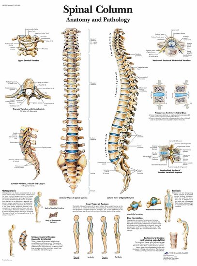 3B Scientific Anatomie poster Wervelkolom gelamineerd 50x67 cm met ophangsysteem