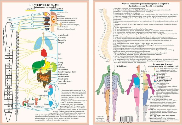 van Baarle Anatomie poster vegetatief zenuwstelsel Nederlands gelamineerd A4 30x21 cm