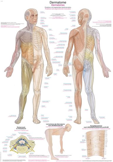 Erler-Zimmer Anatomie poster Dermatomen Latijn Engels Duits Papier 50x70 cm met ophangsysteem