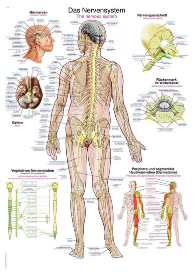 Erler-Zimmer Anatomie poster zenuwstelsel Latijn Engels Duits kunststof folie 70x100 cm met ophangsysteem