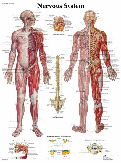 3B Scientific Anatomie poster zenuwstelsel gelamineerd 50x67 cm Engels