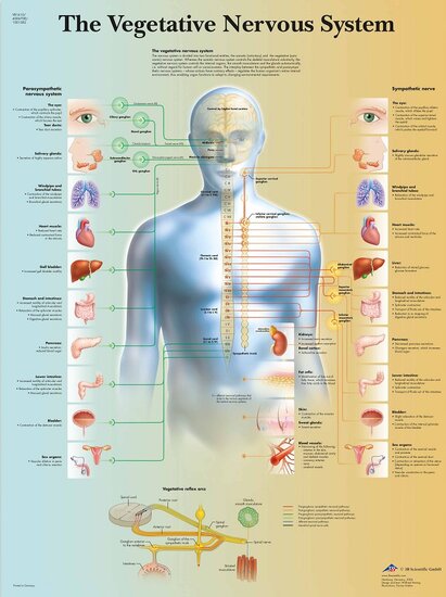 3B Scientific Anatomie poster vegetatief zenuwstelsel gelamineerd 50x67 cm Engels