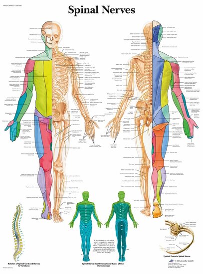 3B Scientific Anatomie poster ruggenmergzenuwen gelamineerd 50x67 cm met ophangsysteem