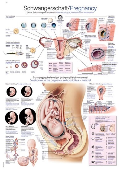 Erler-Zimmer Anatomie poster zwangerschap Engels Duits papier 50x70 cm met ophangsysteem