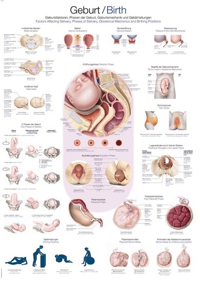Erler-Zimmer Anatomie poster geboorte Engels Duits kunststof-folie 70x100 cm met ophangsysteem