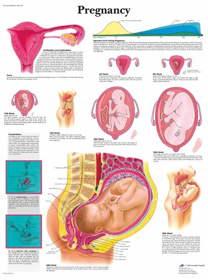 3B Scientific Anatomie poster zwangerschap gelamineerd 50x67 cm met ophangsysteem
