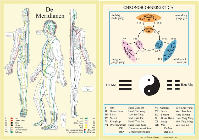 van Baarle Anatomie poster meridianen Nederlands gelamineerd papier A4