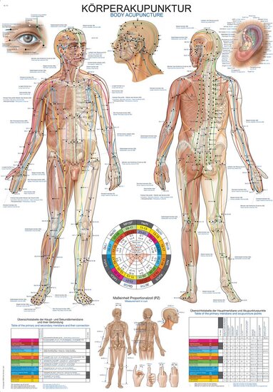 Erler-Zimmer Anatomie poster meridianen papier 50x70 cm Duits/Engels