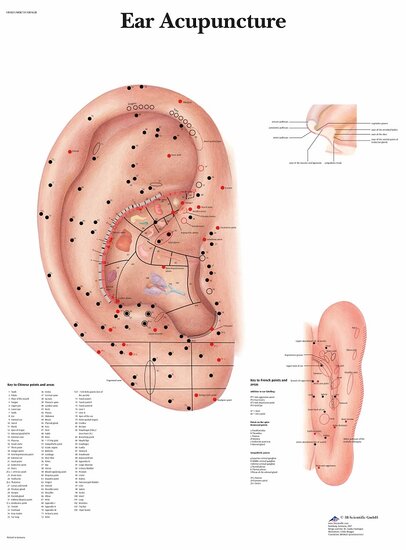 3B Scientific Anatomie poster ooracupunctuur gelamineerd papier 50x67 cm met ophangsysteem