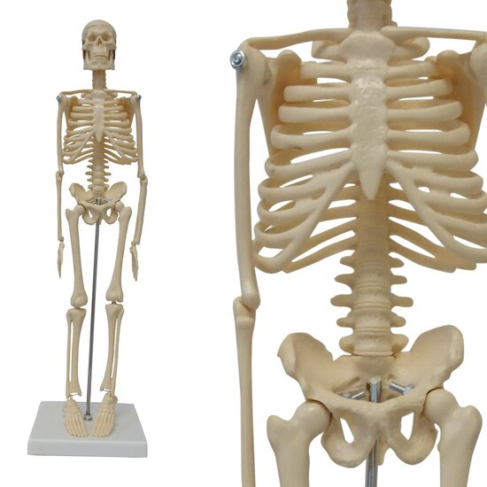 Cranstein Scientific Menselijk skelet anatomiemodel 45 cm kunststof 3 delen 1 bewegend onderdeel