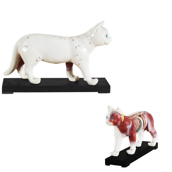 Verera.nl Acupunctuurmodel Kat 19 cm