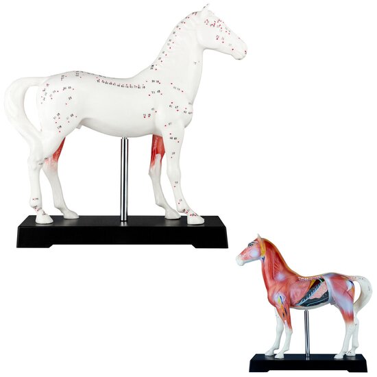 Verera.nl Acupunctuurmodel Paard Anatomisch Model Dier