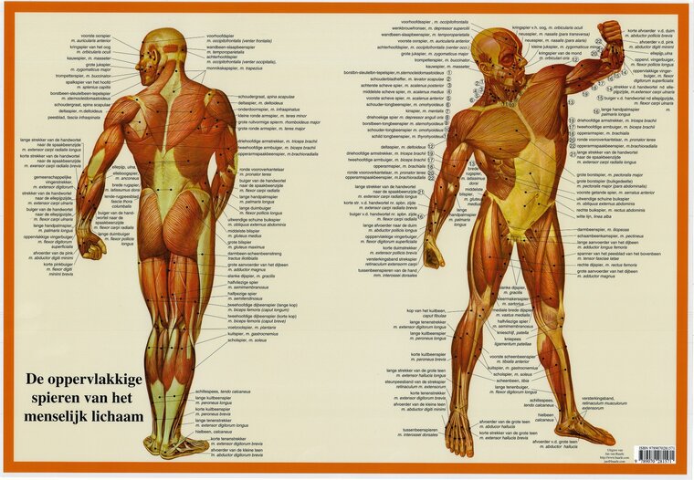 van Baarle Anatomie poster spieren Nederlands Latijn gelamineerd A2 42x60 cm