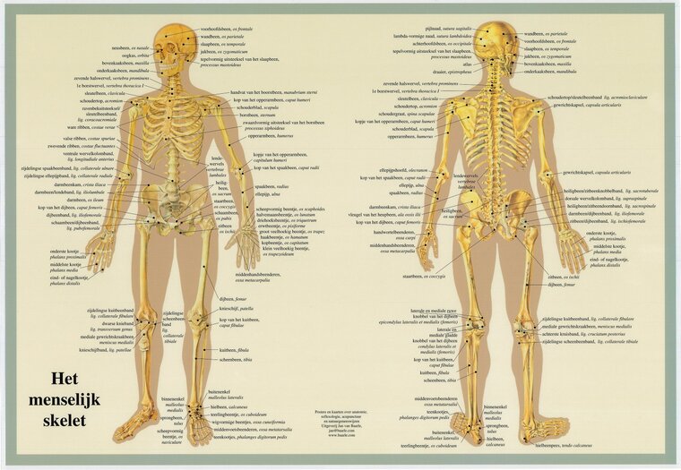 van Baarle Anatomie poster skelet Nederlands gelamineerd A2 42x60 cm