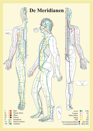 van Baarle Anatomie poster meridianen gelamineerd papier A2 Nederlands met ophangsysteem
