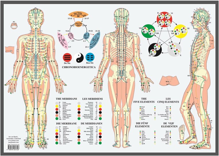 van Baarle Anatomie poster meridianen en vijf elementen gelamineerd A2