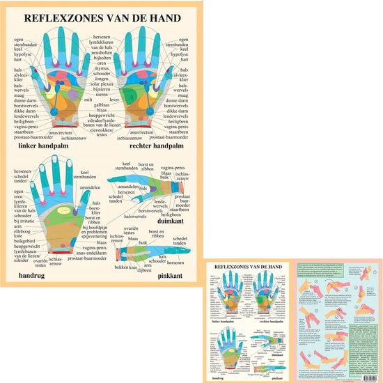 van Baarle Anatomie poster handreflexologie Nederlands gelamineerd A2 60x42 cm met ophangsysteem