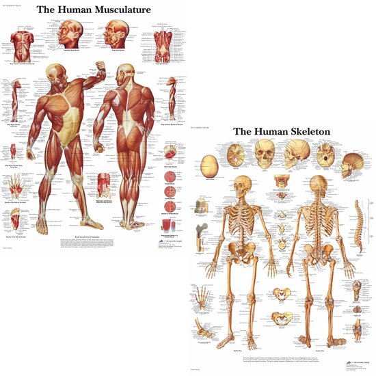 3B Scientific Anatomie poster spieren en skelet Engels gelamineerd 50x67 cm met ophangsysteem