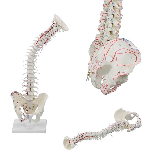 Erler-Zimmer wervelkolom model met origo en insertie van spieren kunststof 70 cm