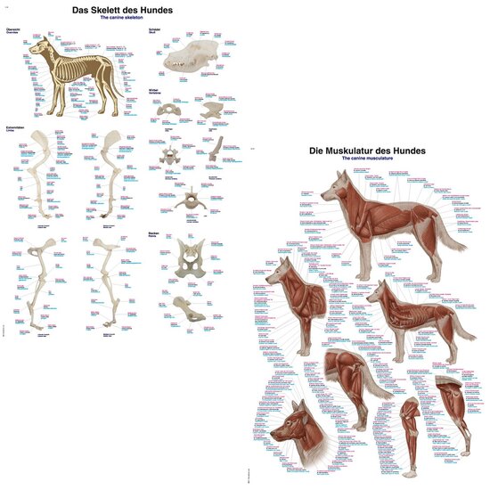 Erler-Zimmer Anatomie poster skelet en spieren hond papier 50x70 cm met ophangsysteem