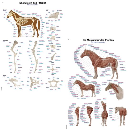 Erler-Zimmer Anatomie poster paard skelet en spieren papier 50x70 cm