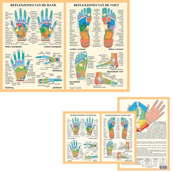 van Baarle Anatomie poster hand- en voetreflexologie Nederlands gelamineerd A2 60x42 cm