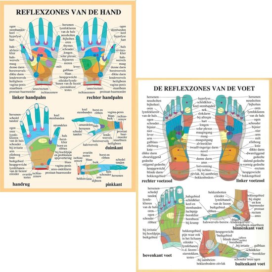 van Baarle Anatomie poster Hand- en voetreflexologie Nederlands Gelamineerd A2 60x42 cm