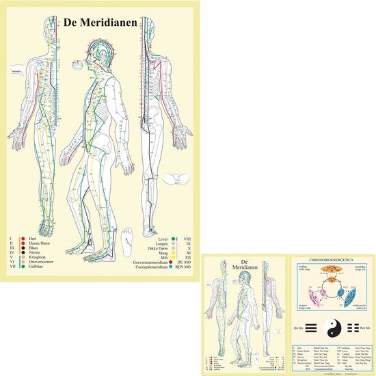 van Baarle Anatomie poster meridianen gelamineerd papier A2 + A4 met ophangsysteem