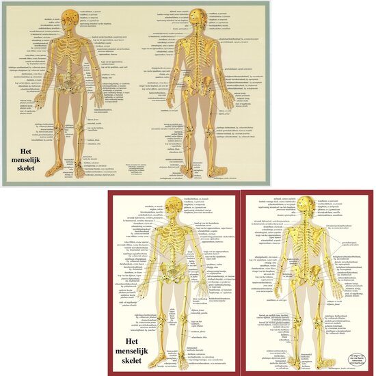 van Baarle Anatomie poster Skelet Nederlands Latijn Gelamineerd A2 60x42 cm