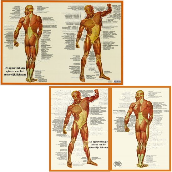 van Baarle Anatomie poster Spieren Nederlands Latijn Gelamineerd A2 60x42 cm
