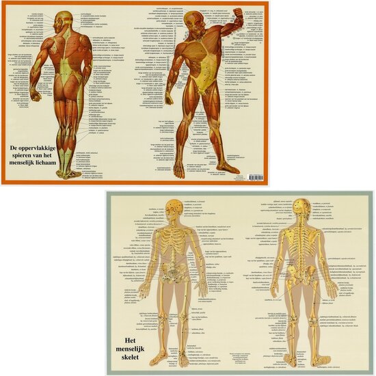 van Baarle Anatomie poster spieren en skelet Nederlands gelamineerd A2 42x60 cm