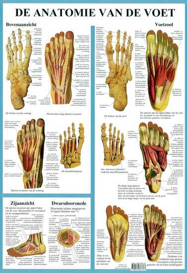 van Baarle Anatomie poster Voetskelet en voetspieren Nederlands gelamineerd A2 60x42 cm met ophangsysteem
