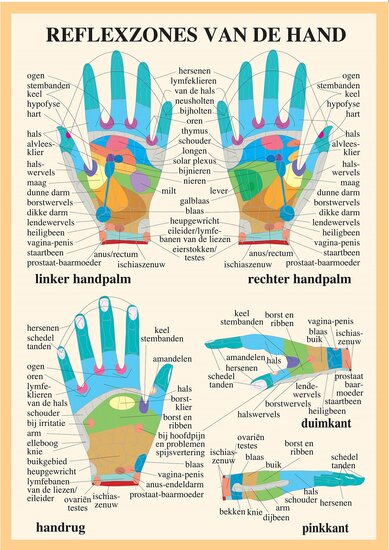van Baarle Anatomie poster handreflexologie Nederlands gelamineerd A2 60x42 cm inclusief ophangsysteem