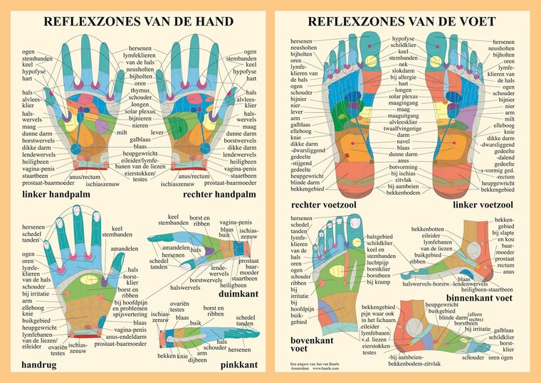 van Baarle Anatomie poster hand- en voetreflexologie Nederlands gelamineerd A2 42x60 cm