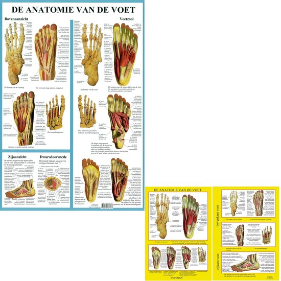 van Baarle Anatomie poster Voetskelet en voetspieren Nederlands gelamineerd A2 60x42 cm