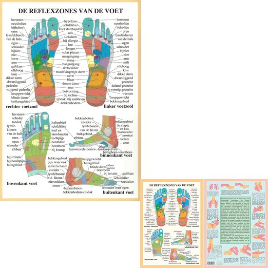 van Baarle Anatomie poster Voetreflexologie Nederlands Gelamineerd A2 60x42 cm met ophangsysteem