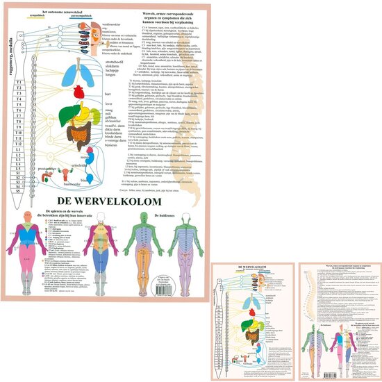van Baarle Anatomie poster vegetatief zenuwstelsel Nederlands gelamineerd A2 60x42 cm