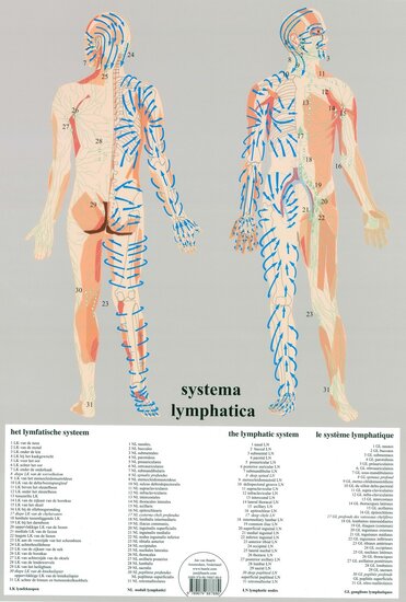 van Baarle Anatomie poster lymfe Nederlands gelamineerd A2 60x42 cm met ophangsysteem