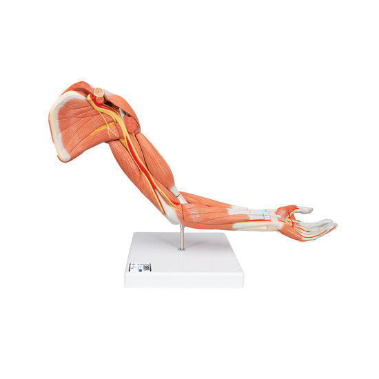 3B Scientific anatomie model arm spieren 70 cm 6-delig