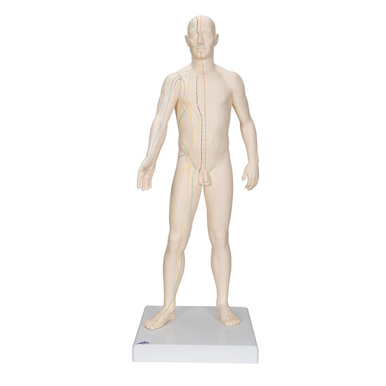 3B Scientific Acupunctuur model man 70 cm hard kunststof meridianen