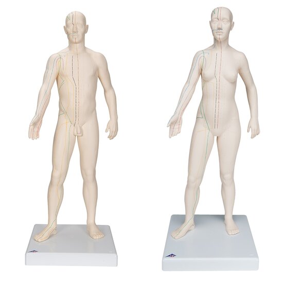 3B Scientific Acupunctuur en meridianen modellen man en vrouw 70 cm kunststof