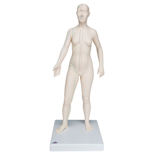 3B Scientific Acupunctuur en meridianen model vrouw 70 cm hard kunststof