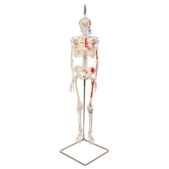 3B Scientific Menselijk skelet met spieren anatomiemodel 80 cm kunststof 3 delen
