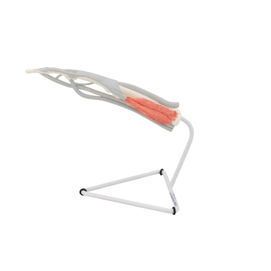 3B Scientific anatomiemodel vinger met spieren en pezen beige 20x13x19 cm