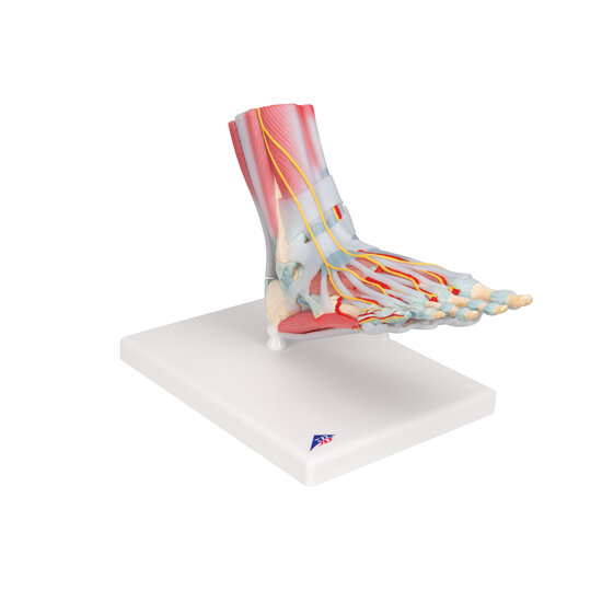 3B Scientific anatomiemodel voet met ligamenten en spieren 6-delig