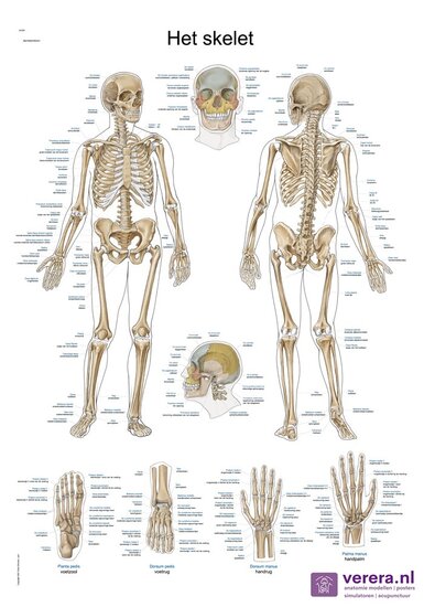 Verera.nl Anatomie poster skelet Nederlands Latijn papier 50x70 cm met ophangsysteem