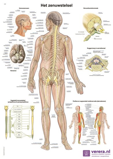 Verera.nl Anatomie poster zenuwstelsel Nederlands Latijn papier 50x70 cm