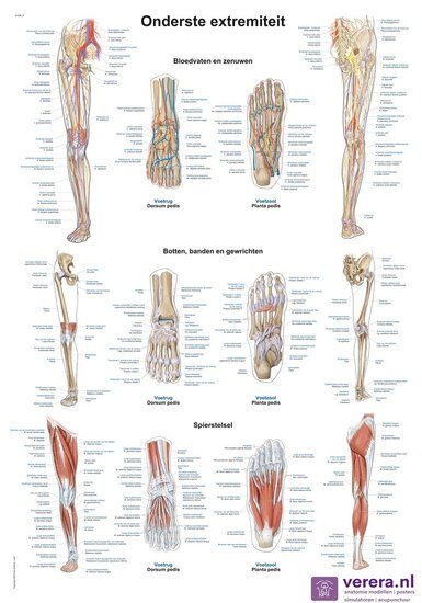 Verera.nl Anatomie poster onderste extremiteit Nederlands Latijn papier 50x70 cm